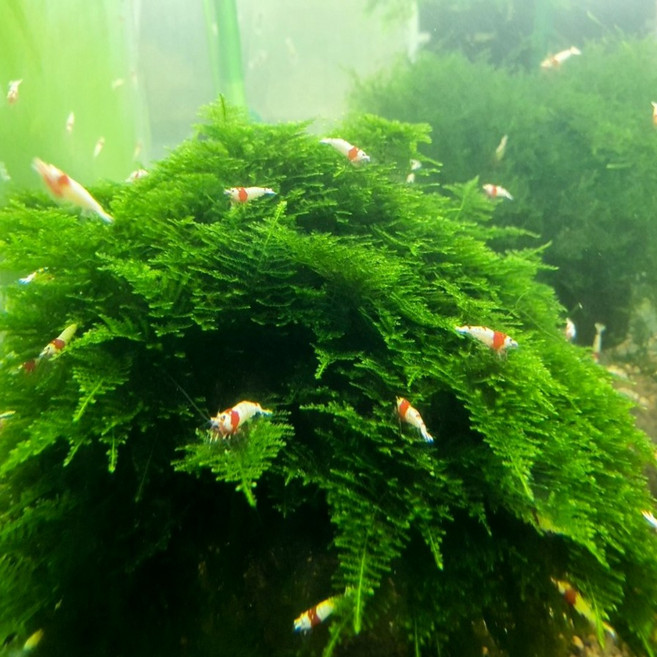 수초킹 키우기 쉬운 초보수초 삼각모스 (자와모스) 5cm*5cm 활착판, 3개