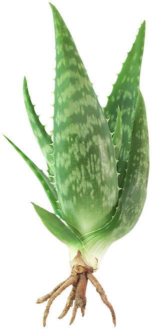 알로에 사포나리아 모종 공기정화 취미 모종 플랜테리어 반려식물, 1개