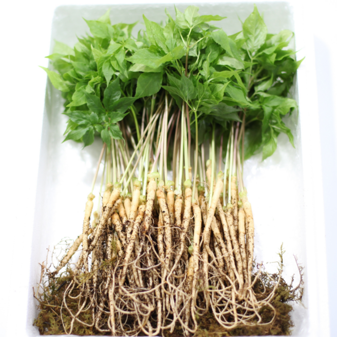 순수 새싹삼 [GAP] 대 70 뿌리 (25cm 이상) 1box 선물포장 가능, 일반 포장