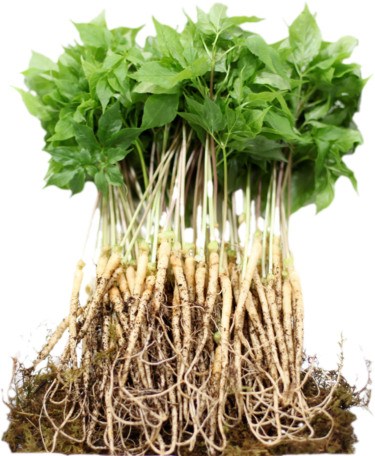 순수 새싹삼 [GAP] 중 100 뿌리 (20~25cm 내외) 1box 선물포장 가능, 선물 포장