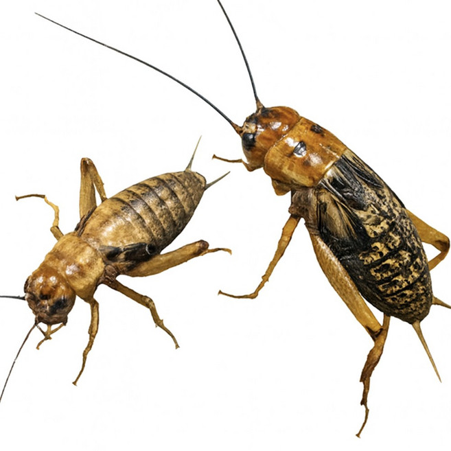 <벅스브라더스> 귀뚜라미 상세페이지 필독 레오파드게코 크레스티드게코 도마뱀 파충류 양서류 개구리 햄스터 고슴도치 낚시미끼 살아있는 쌍별귀뚜라미 먹이곤충, 소(10mm 내외), 50개