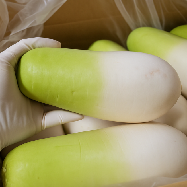 영일만농수산 달고 맛있는 제주 월동무 세척무 김장무 동치미무, 1개, 제주무 10kg