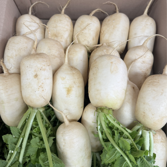 야과몰 국내산 고랭지 알타리무 5kg | 아삭한 김장용 신선 알타리 무우 선별, 1박스