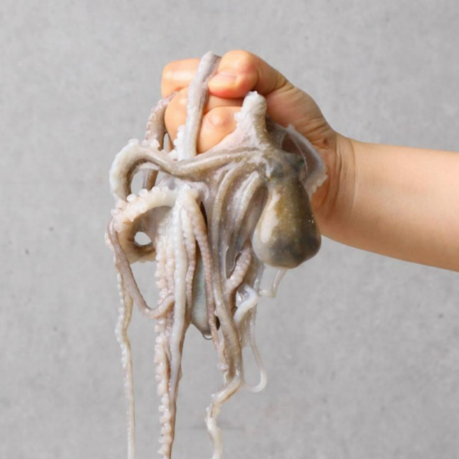 아빠낙지 싱싱한 살아있는 목포낙지 신안낙지 활낙지 산낙지 뻘낙지 당일발송, 특대낙지300g내외, 10개