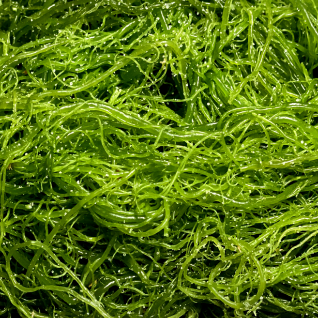 현월수산 전남 완도산 무공해 벌크 염장 청꼬시래기, 1kg, 1박스