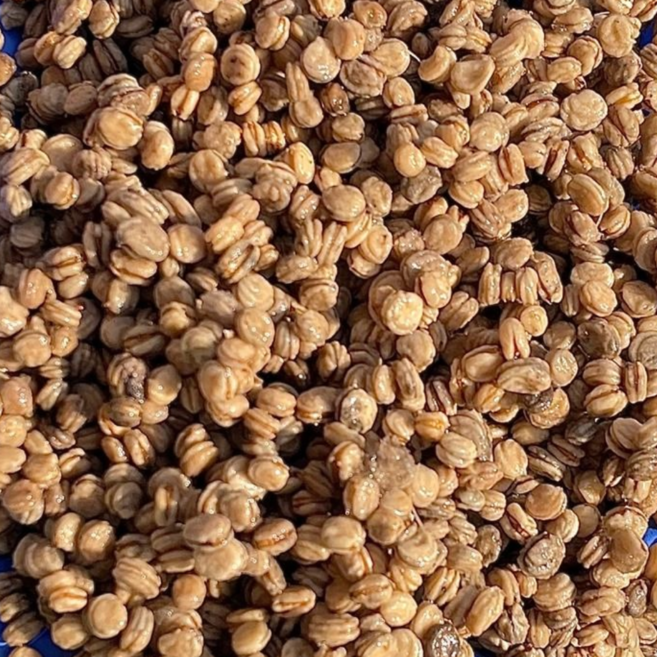 26년 햇 금산 개갑 인삼씨앗 500g 종자업등록된 업체, 1개