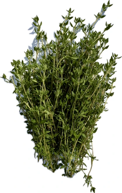 유기농 허브모둠30g 카페용 데코용, 30g, 1개, 1개입, 로즈마리+애플민트(데코용) - 쿠팡