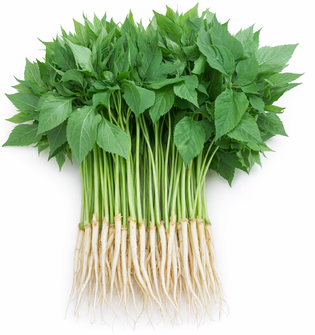 영광 다은 새싹삼 소 (15~20cm 내외) 100뿌리 깨끗한 식당용 카페용 가정용 선물용, 1박스