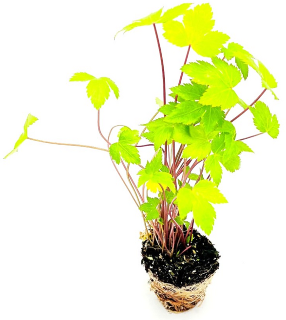 파머씨드 당귀 모종 일당귀 잎당귀 참당귀 산당귀 쌈채소 약용식물 뿌리, 당귀 15개, 1개