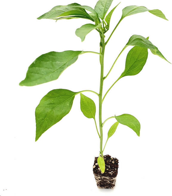 파머씨드 고추 모종 아삭이 청양 꽈리 일반 풋고추 당조 하늘초 텃밭 채소, 일반고추 복합내병계 4개