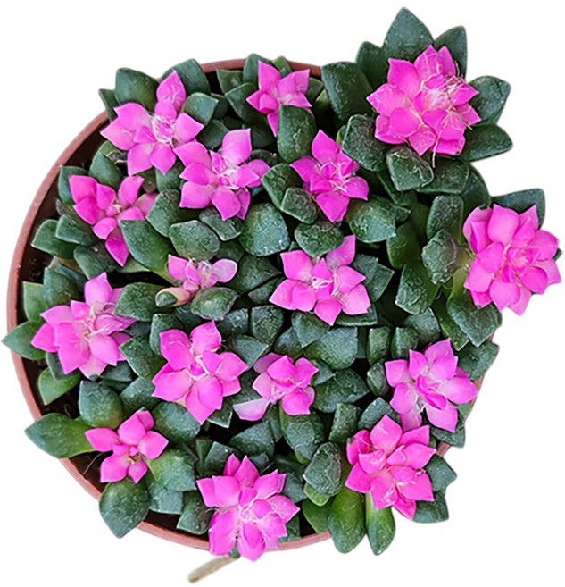 하이선인장 취설송 핑크다육이 매력적인 색상과 강인한 생명력 공기정화 반려식물, 1개, 핑크