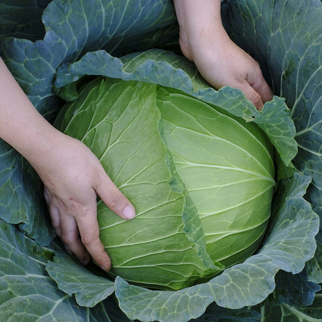 양배추 수입양배추 15KG내외 못난이 식자재, 수입 벌크 양배추 15KG, 15kg, 1개