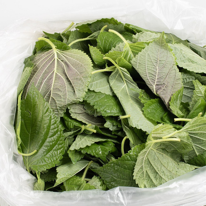 어린 깻잎순 4KG 국내산 생 깻순 깨순, 손질 깻잎순 4kg, 1개