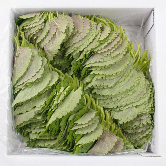 찹찹이 깻잎 2KG 국내산, 찹찹이깻잎 2KG, 1개