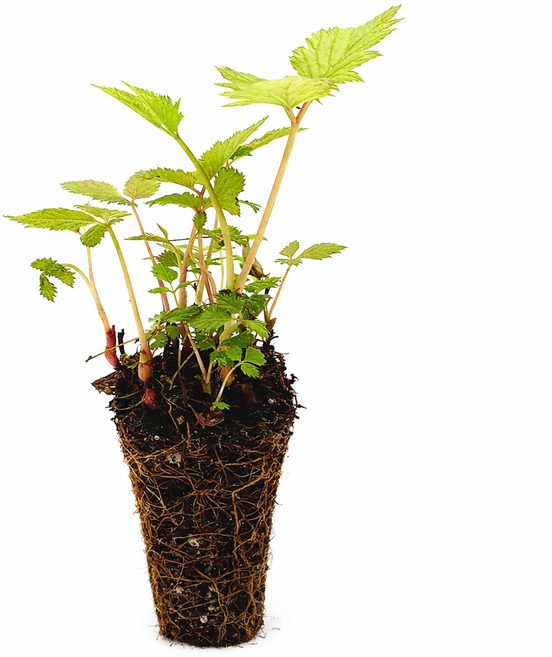 파머씨드 눈개승마 모종 8개 봄나물 삼나물 눈게 능개 승마 묘목 종근 뿌리 재배, 눈개승마 8개