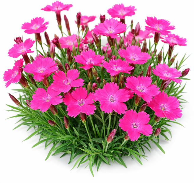 패랭이꽃 50개 사계 상록 패랭이 석죽 사철 잔디 모종 석죽화 야생화 키우기, 사계패랭이 50개