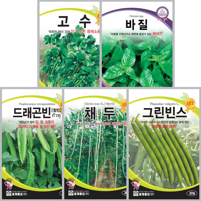 모듬 동남아 채소씨앗 5종 B세트 고수 바질 드래곤빈 채두 그린빈스 종자 야채씨앗 허브씨앗 이색씨앗 모음, 1개