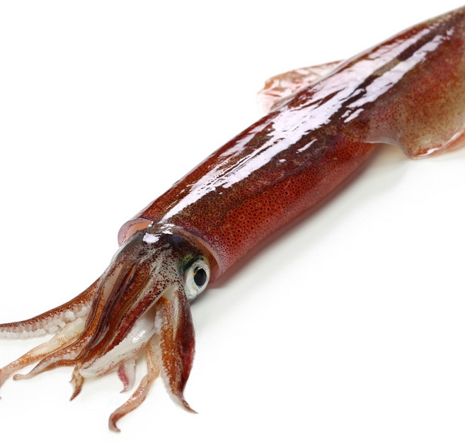 당일조업 서해안 생물오징어 횟감 활오징어 국내산 오징어회 초코오징어, 1세트, 손질 260g(원양산 급냉/2미내외)