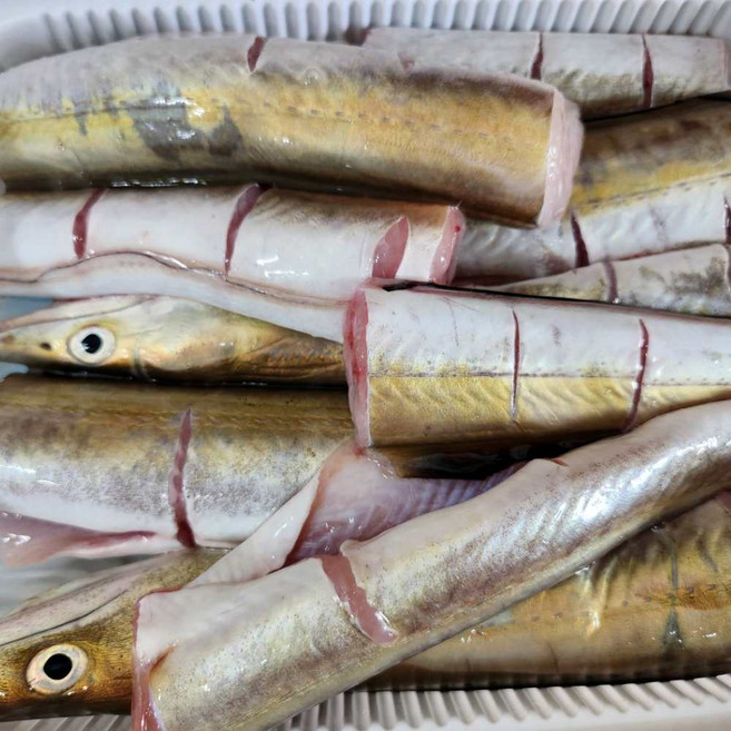 손질 갯장어 하모 장어탕용 원물 1kg 여름 몸보신 보양식, 1개, 손질후 800g 내외(3-5미)