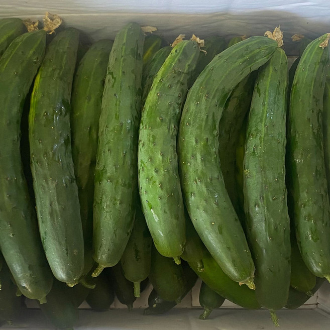 오이 취청오이 상 10kg, 1개