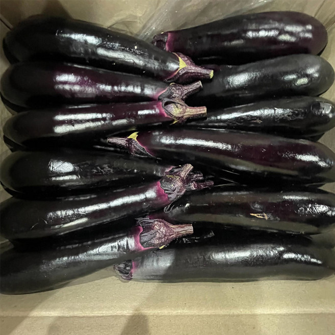 농산다모임 국내산 가지 (특) 5kg 1box, 1박스