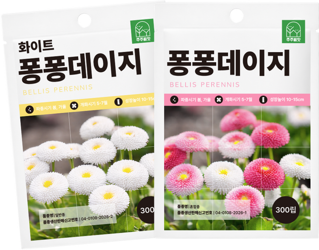 주주씨앗 키작은 데이지 씨앗 2종세트 당년개화 잉글리시 데이지 600립, 1개
