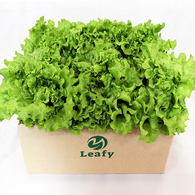당일수확 유러피안 카이피라 상추 산지직송 샐러드 채소 / 리피, 1개, 2kg