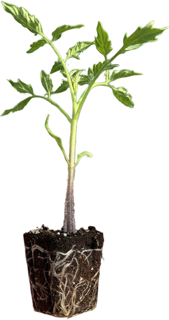 새마을총각 왕토마토모종 도태랑 찰토마토, 2개