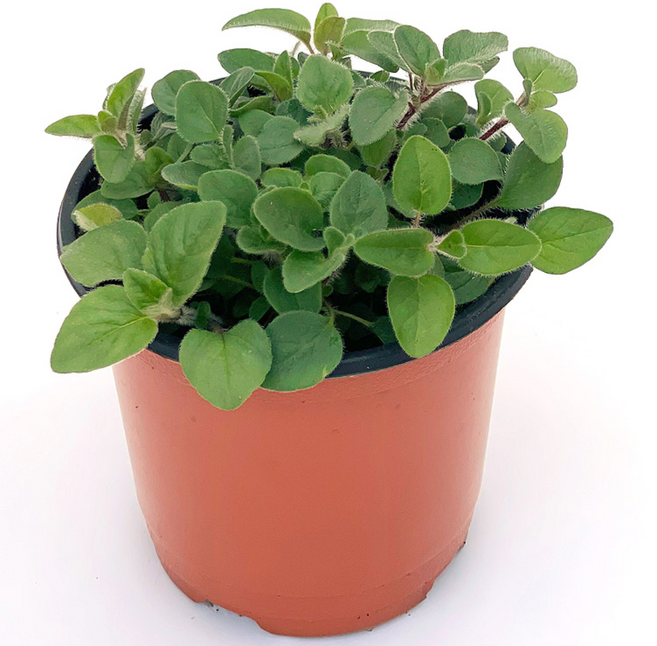 오레가노 허브 실내 공기정화 소형 반려 식물, H24.오레가노, 1개