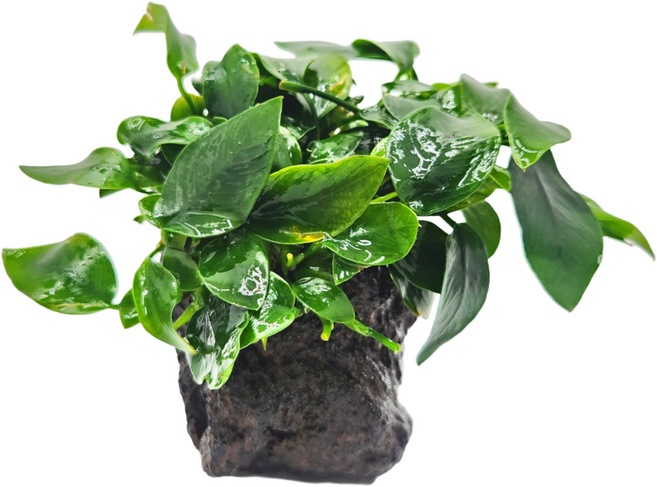 [수초몰] 아누비아스 나나 스톤 활착 / 음성 수초 새우 구피 활착, 1개