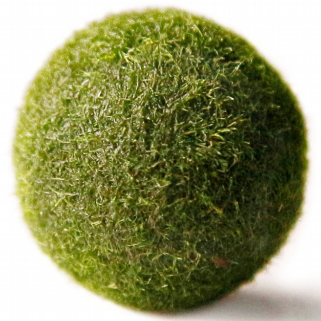 세남자바스켓 수경식물 국산 마리모 단품, 1개