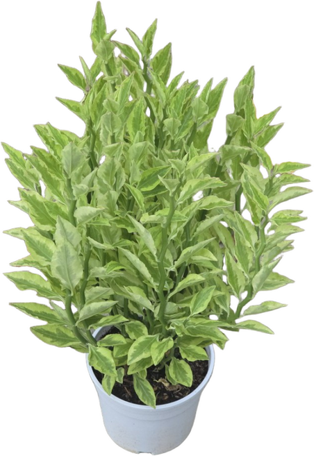 화은룡 천국의계단 다육식물 중품 반려식물 에이피팩토리, 1개