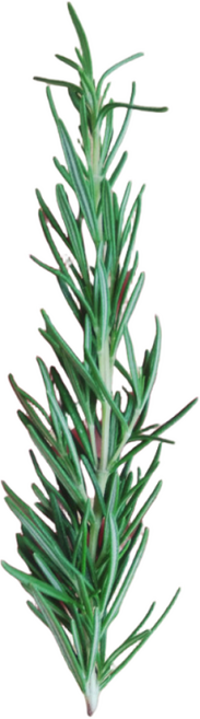 로즈마리 생잎, 50g, 1개