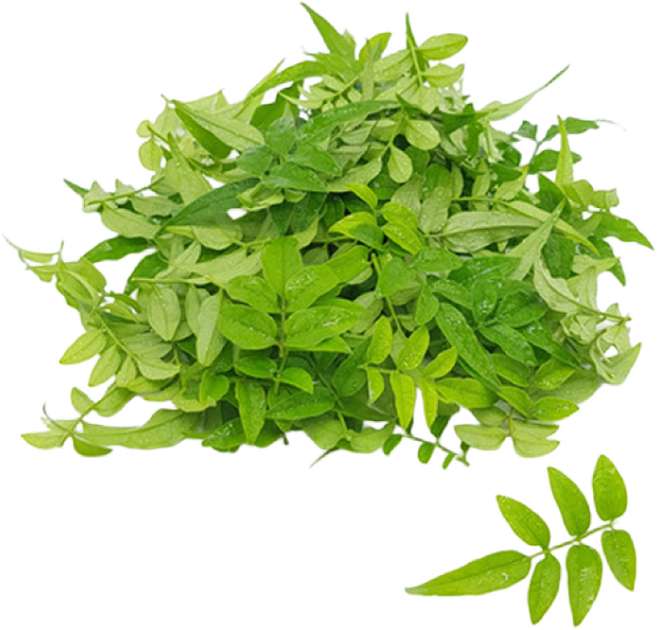 [허브아이] 자스민 100잎, 100개입, 1개, 10g