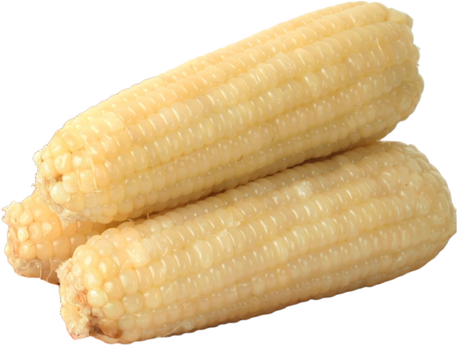 옥수수 빅사이즈 백찰 15개 무첨가 햇 찰옥수수