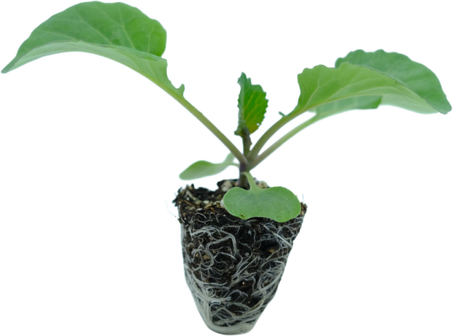 [파머씨드] 양배추모종 채소 베란다 텃밭 양배추 모종 키우기, 8개, 1개