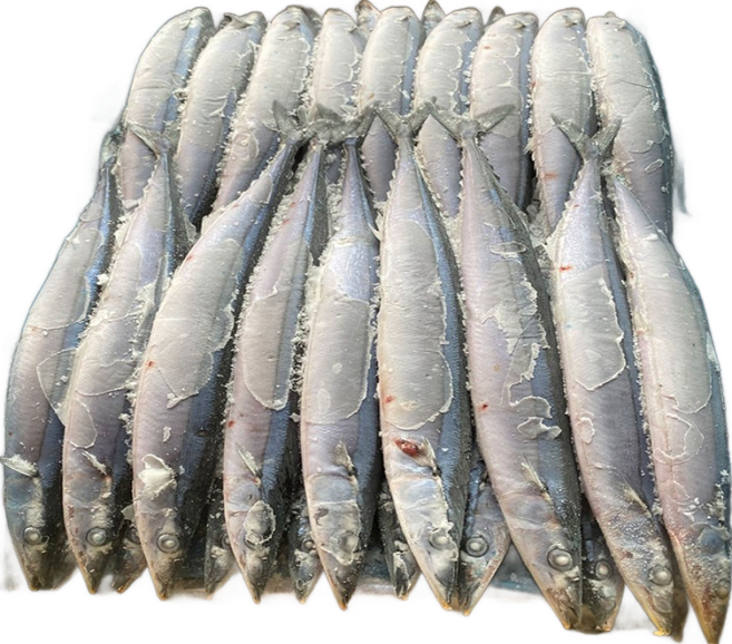 최가네 냉동꽁치 구이용 낚시 미끼용 2번 3번사이즈, 1박스, 꽁치3번/9.3kg(84-100미)