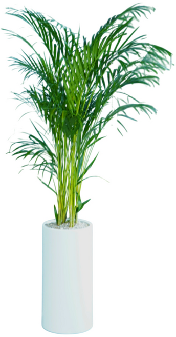 식물상사 아레카야자, 대품+플라스틱화분, 1개