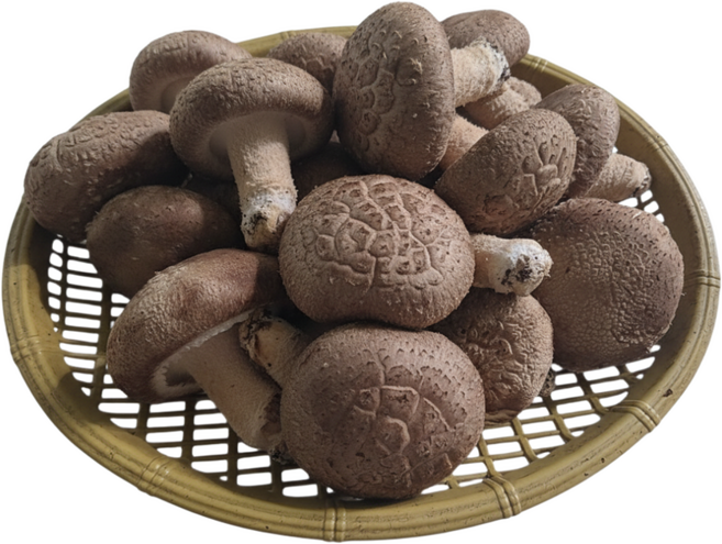 [예산농장-생표고버섯] GAP인증 산지직송 생표고버섯 못난이 는 맛이나 영양에 차이가 없습니다 .가정용으로 추천 육수용 가루용 김장용 대량용 못난이 -1KG, 1개, 못난이 1kg