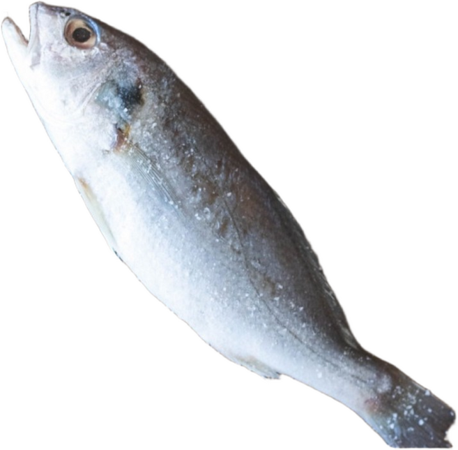 국내산 백조기 조기(5마리씩 개별 진공포장), 3개, 5미