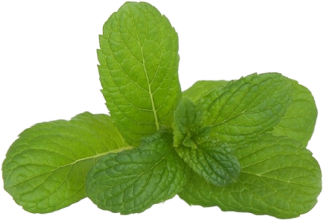 [허브아이] 애플민트 크기지정 X 100g, 1개