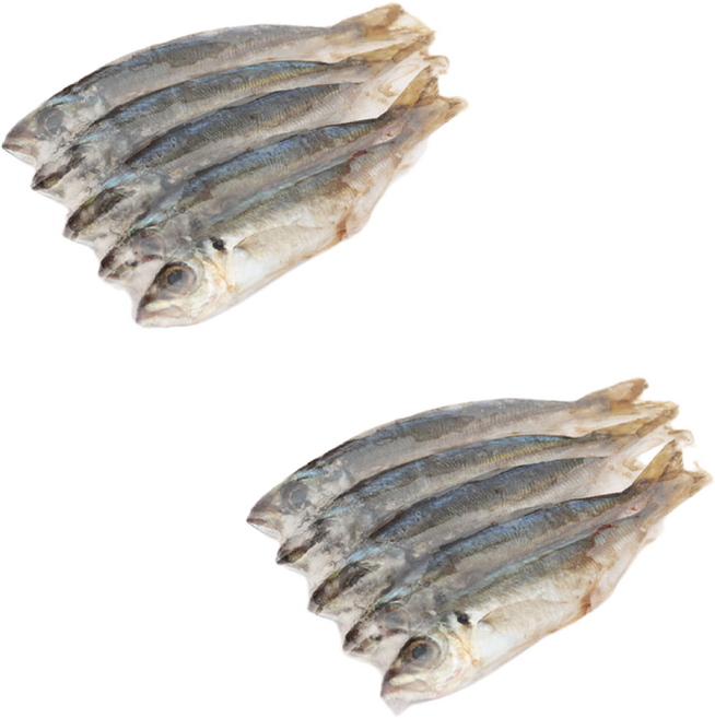 지존낚시 냉동 전갱이 고도리 광어 다운샷, 2개, 5개입