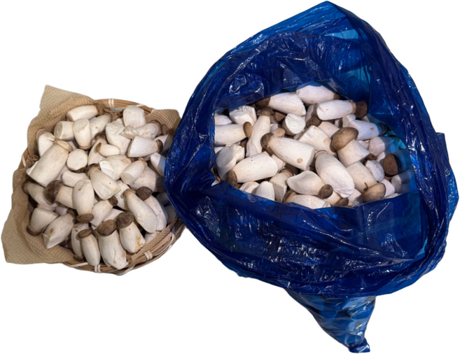 팜n팜 친환경 새송이 버섯, 1박스, 미니 새송이 2kg