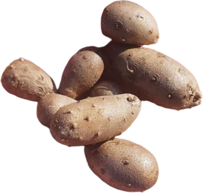 [이베따] 국내산 안동 마씨앗 (영여자), 1박스, 03_안동 마씨앗 10kg