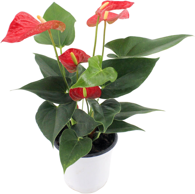 감동샵 안스리움 안시리움 레드 빨간색 실내 공기정화식물 미세먼지제거 수경재배, 1개, 그린