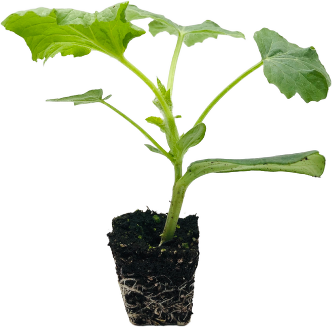 [파머씨드] 애플수박 모종 4개 접목 고당도 과일 하우스 스테비아 수박