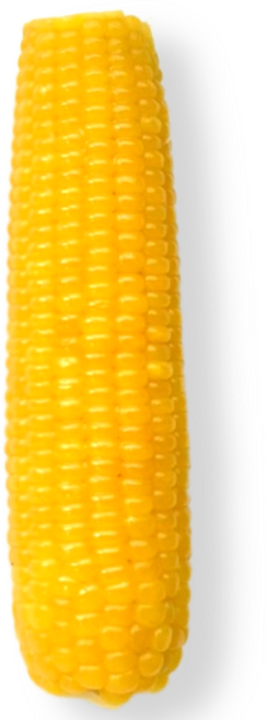노랑이 찰옥수수 냉동옥수수 황찰, 10개, 250g