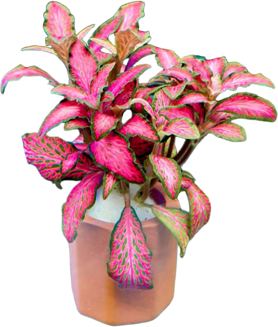 수초몰 핑크스타 (1포트) 초보자수초 자연수초 쉬운수초 초보수초 인기수초 구피 은신처 키우기쉬운수초, 1개