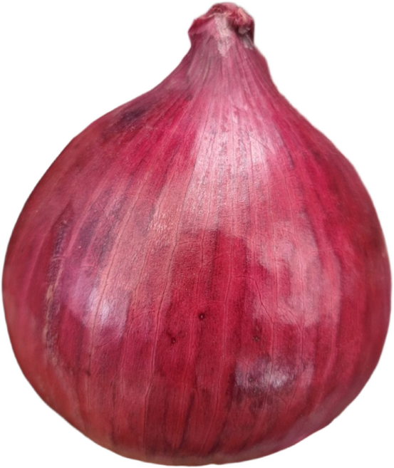 (광평영농조합) 25년 전남무안 황토밭 햇 자색양파, 5KG(중대혼합), 1개