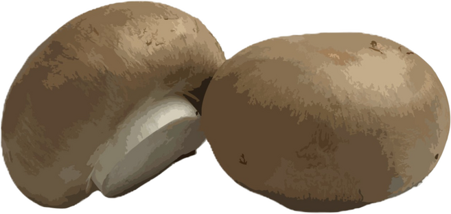 [ 보령머쉬팜] 갈색 양송이버섯 특품, 갈색양송이버섯 특500g, 1개